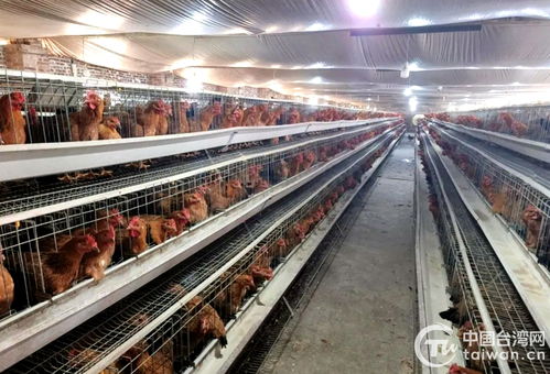 半天改接好變壓器 廣西陸川縣臺辦解臺商燃眉之急